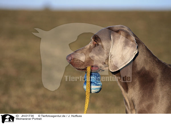 Weimaraner Portrait / Weimaraner Portrait / JH-01736