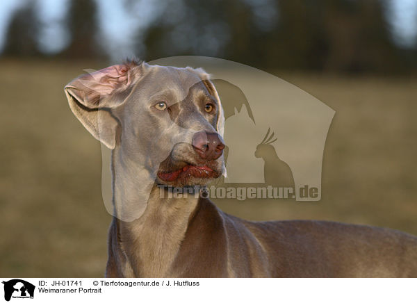 Weimaraner Portrait / Weimaraner Portrait / JH-01741