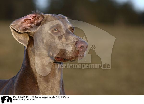 Weimaraner Portrait / Weimaraner Portrait / JH-01742