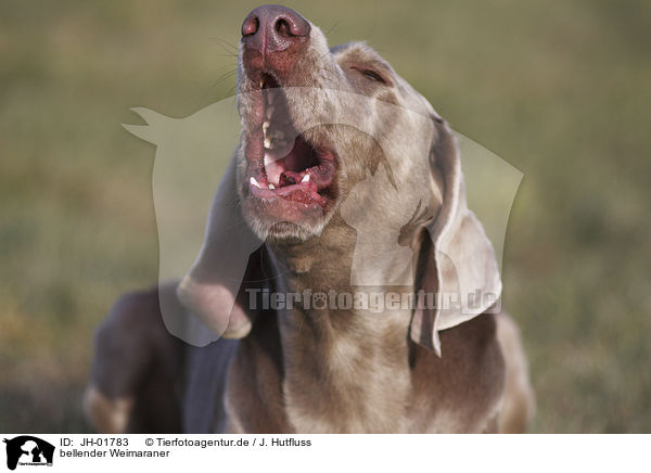 bellender Weimaraner / barking Weimaraner / JH-01783