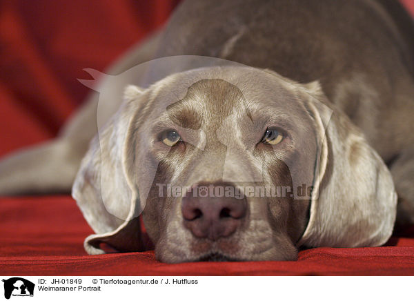 Weimaraner Portrait / Weimaraner Portrait / JH-01849