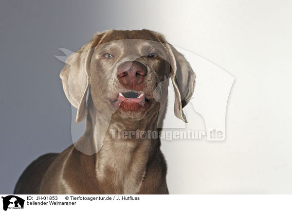 bellender Weimaraner / barking Weimaraner / JH-01853