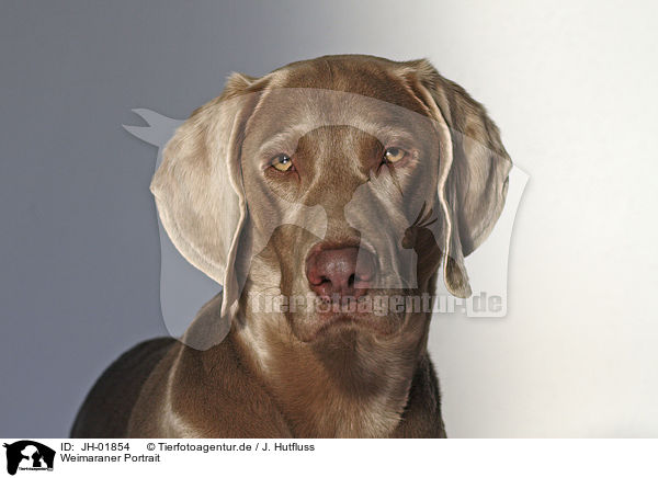 Weimaraner Portrait / Weimaraner Portrait / JH-01854