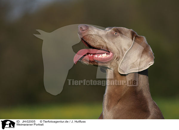 Weimaraner Portrait / Weimaraner Portrait / JH-02005