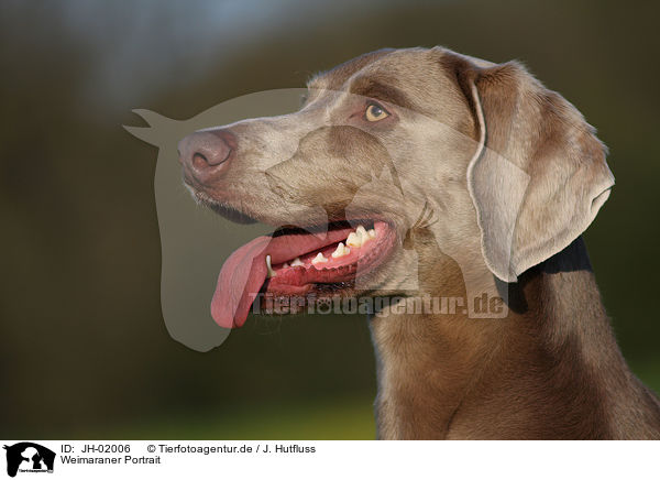 Weimaraner Portrait / Weimaraner Portrait / JH-02006