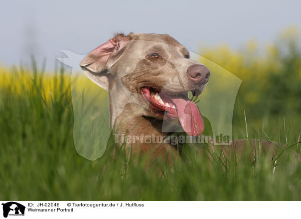 Weimaraner Portrait / Weimaraner Portrait / JH-02046