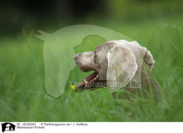 Weimaraner Portrait / Weimaraner Portrait / JH-02091