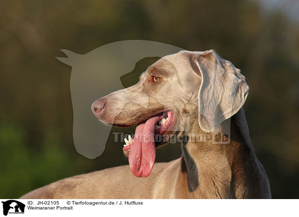 Weimaraner Portrait / Weimaraner Portrait / JH-02105