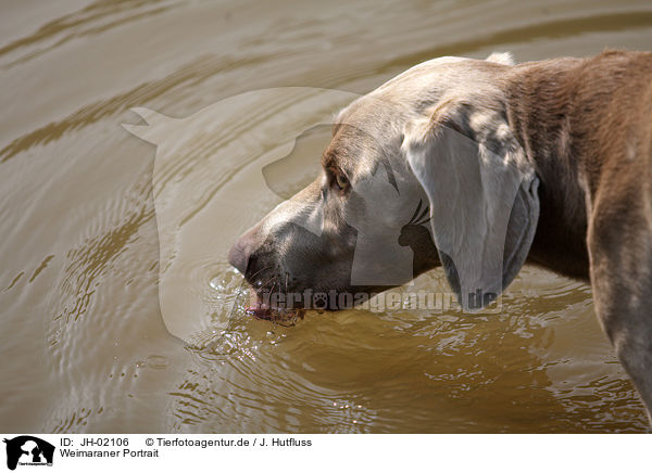 Weimaraner Portrait / Weimaraner Portrait / JH-02106