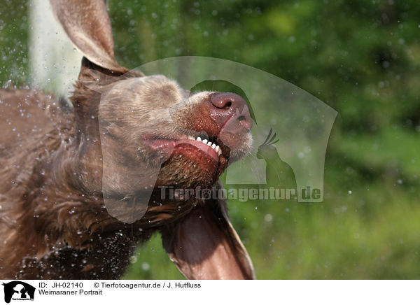 Weimaraner Portrait / Weimaraner Portrait / JH-02140