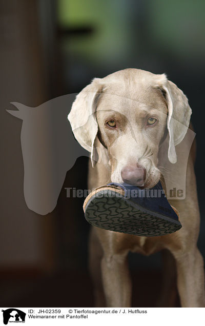 Weimaraner mit Pantoffel / weimaraner with slipper / JH-02359