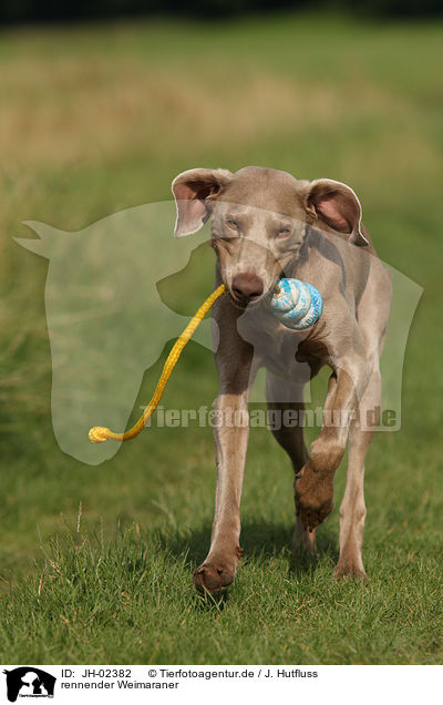 rennender Weimaraner / running Weimaraner / JH-02382