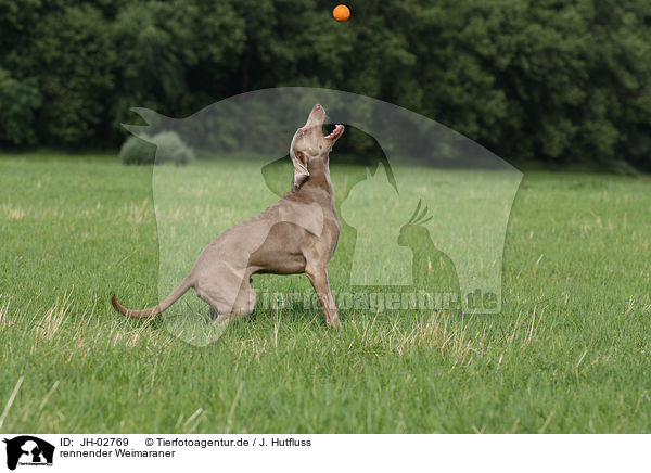 rennender Weimaraner / running Weimaraner / JH-02769