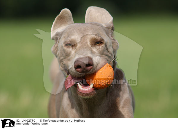 rennender Weimaraner / running Weimaraner / JH-02770