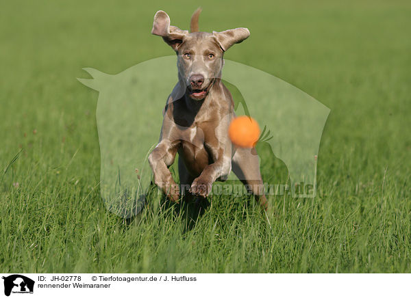 rennender Weimaraner / running Weimaraner / JH-02778