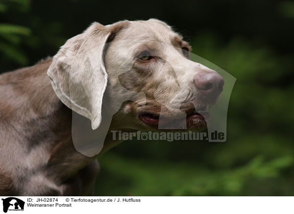 Weimaraner Portrait / Weimaraner Portrait / JH-02874