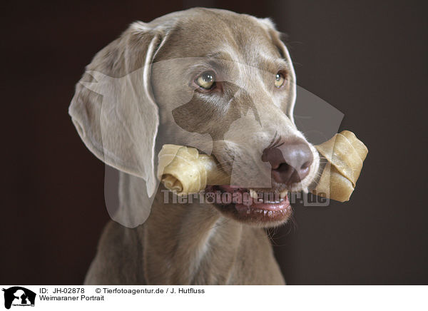 Weimaraner Portrait / Weimaraner Portrait / JH-02878