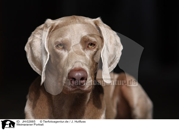 Weimaraner Portrait / Weimaraner Portrait / JH-02885