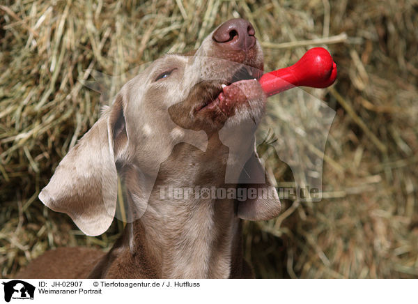 Weimaraner Portrait / Weimaraner Portrait / JH-02907