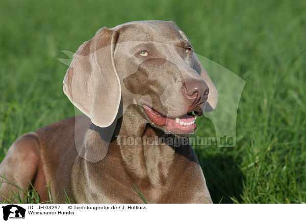 Weimaraner Hndin / female Weimaraner / JH-03297