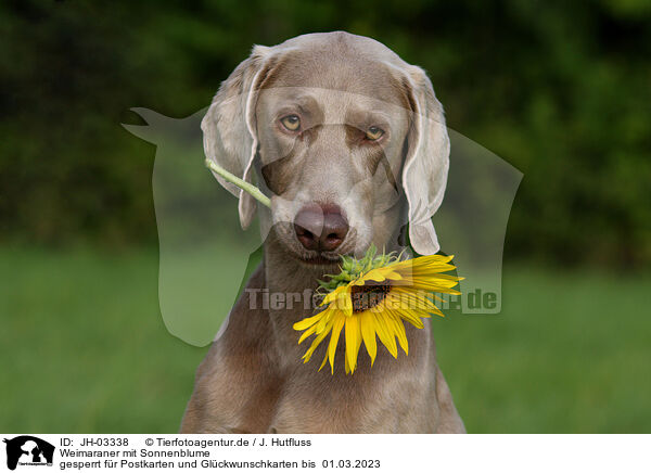 Weimaraner mit Sonnenblume / JH-03338