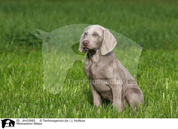 Weimaraner Welpe / Weimaraner puppy / JH-03665