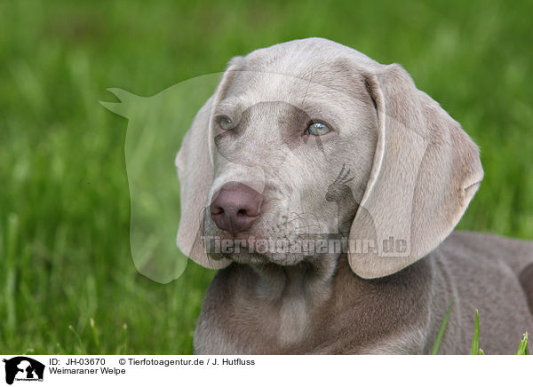 Weimaraner Welpe / Weimaraner puppy / JH-03670