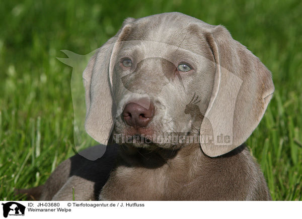 Weimaraner Welpe / Weimaraner puppy / JH-03680