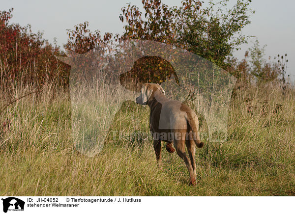 stehender Weimaraner / standing Weimaraner / JH-04052