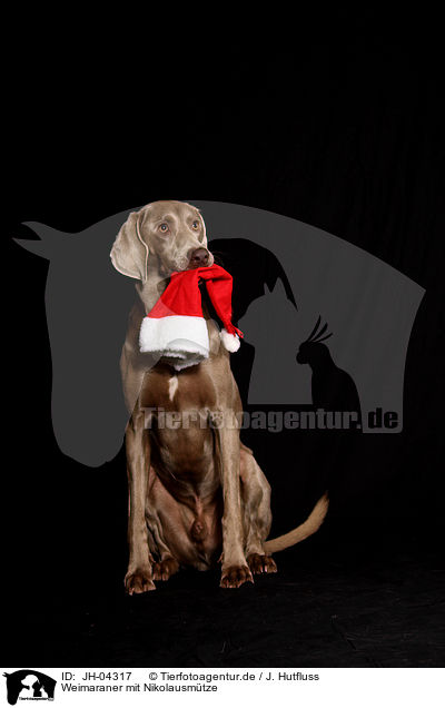 Weimaraner mit Nikolausmtze / Weimaraner with santa hat / JH-04317