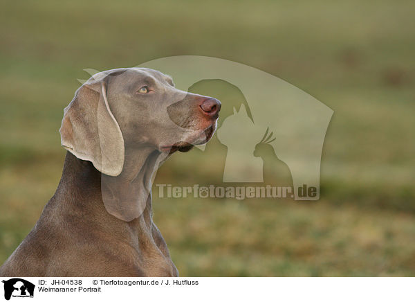 Weimaraner Portrait / Weimaraner Portrait / JH-04538