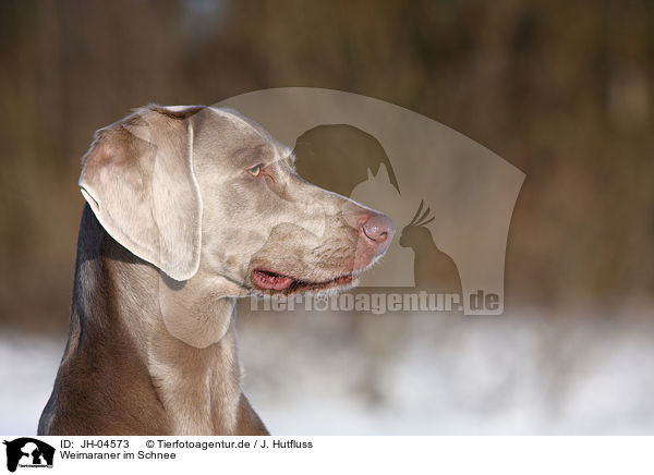 Weimaraner im Schnee / Weimaraner in snow / JH-04573