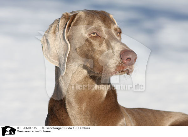 Weimaraner im Schnee / Weimaraner in snow / JH-04579