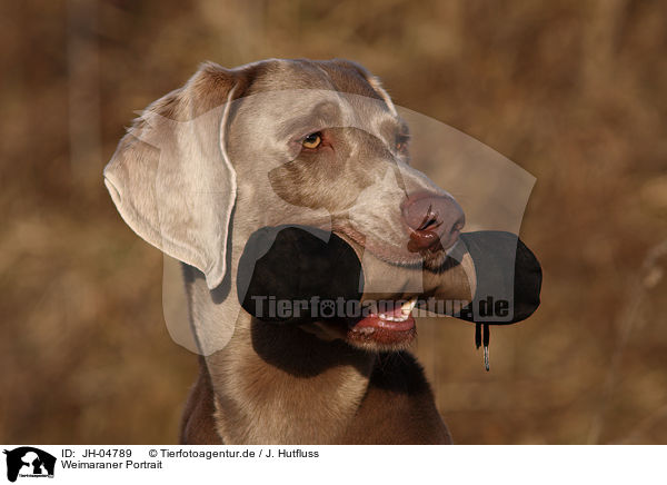 Weimaraner Portrait / Weimaraner Portrait / JH-04789