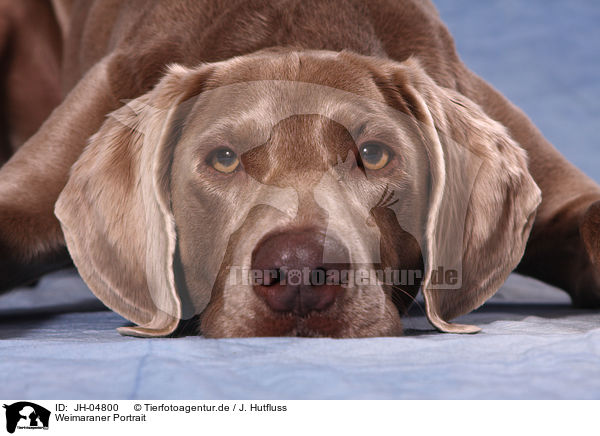 Weimaraner Portrait / Weimaraner Portrait / JH-04800