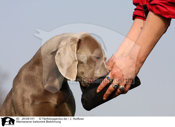 Weimaraner bekommt Belohnung / Weimaraner gets reward / JH-06141