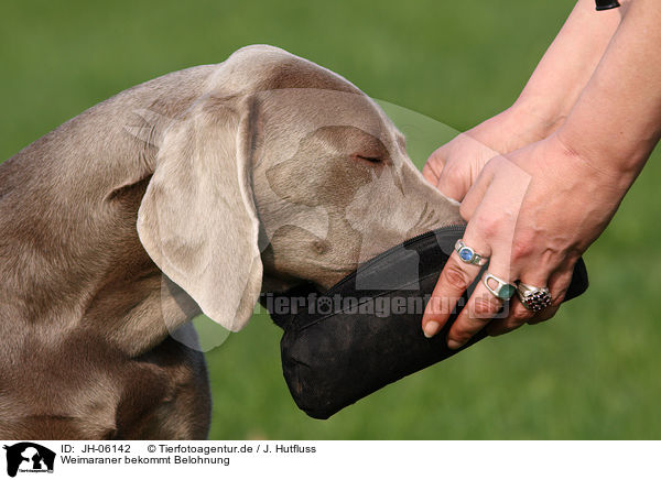 Weimaraner bekommt Belohnung / Weimaraner gets reward / JH-06142