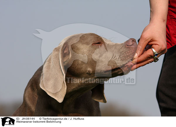 Weimaraner bekommt Belohnung / Weimaraner gets reward / JH-06144