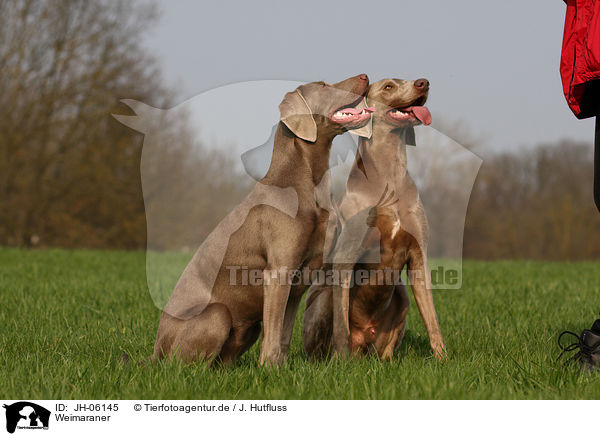 Weimaraner / Weimaraner / JH-06145