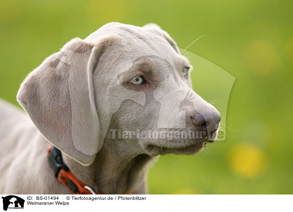 Weimaraner Welpe / Weimaraner puppy / BS-01494