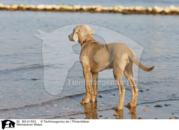 Weimaraner Welpe / Weimaraner puppy / BS-01503