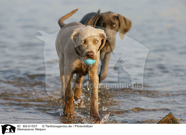 Weimaraner Welpen / Weimaraner puppies / BS-01507