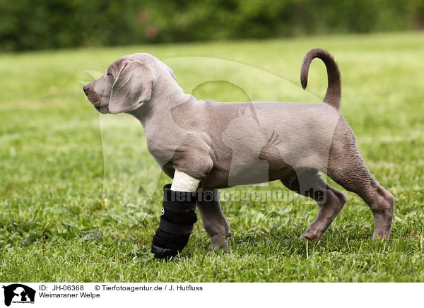 Weimaraner Welpe / Weimaraner Puppy / JH-06368