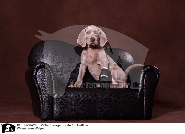 Weimaraner Welpe / Weimaraner Puppy / JH-06420