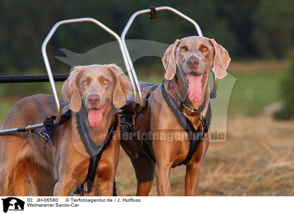 Weimaraner Sacco-Car / JH-06580