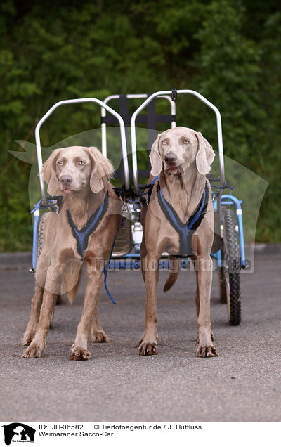 Weimaraner Sacco-Car / Weimaraner Sacco-Car / JH-06582