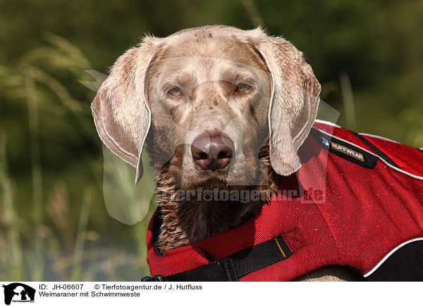 Weimaraner mit Schwimmweste / Weimaraner with lifejacket / JH-06607