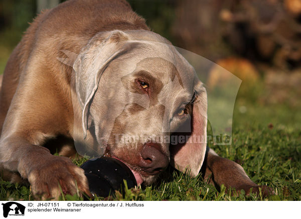 spielender Weimaraner / playing Weimaraner / JH-07151