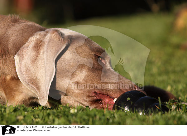 spielender Weimaraner / playing Weimaraner / JH-07152