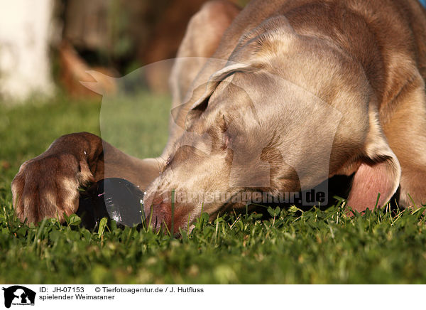 spielender Weimaraner / playing Weimaraner / JH-07153